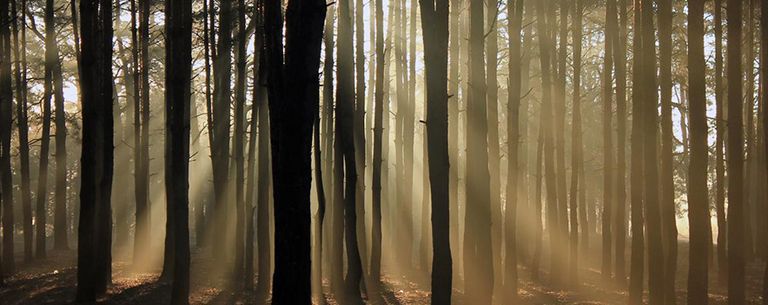Sonnenstrahlen die durch die Bäume im Wald scheinen