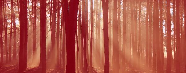 Sonnenstrahlen die durch die Bäume im Wald